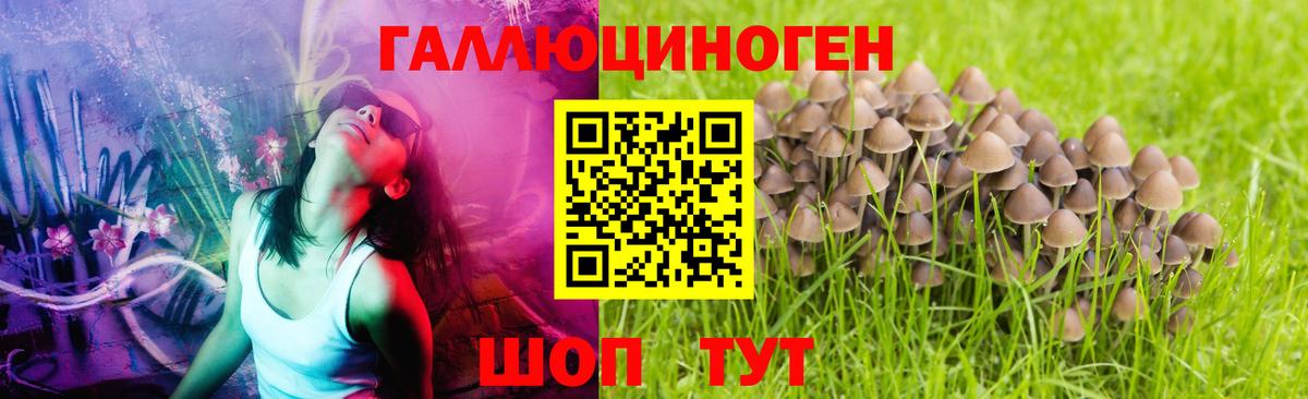 Псилоцибиновые грибы Psilocybe Богородицк